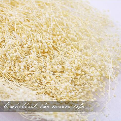 حزم زهرة الجبسوفيلا المجففة من MIHUAGE، نفس الطفل الطبيعي لترتيبات الزفاف DIY ديكورات المنزل 17 بوصة 3 أونصة من الزهور المجففة المحفوظة (أبيض) in Kuwait