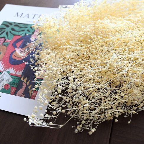 حزم زهرة الجبسوفيلا المجففة من MIHUAGE، نفس الطفل الطبيعي لترتيبات الزفاف DIY ديكورات المنزل 17 بوصة 3 أونصة من الزهور المجففة المحفوظة (أبيض) in Kuwait