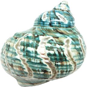 PEPPERLONELY 1 PC Spiral Jade Turbo Sea Shell, Hermit Crab Sea Shells, 3-1/2 Inch ~ 4 Inch