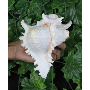 ASHIRWAD Garuda Blowing Shankh, Murex Ramosus - Conch Shell - Puja Ritual - Shankhnaad for Home Decor (9.5 inch)