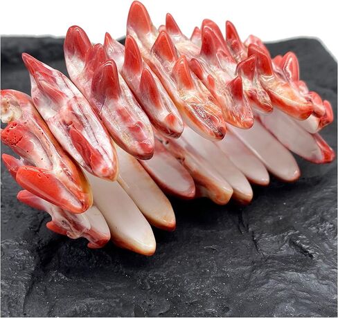 Parent- Spiny Oyster Double Drilled Bracelet in Kuwait