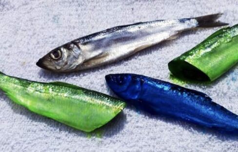 PAUTZKE'S Fishing Attractant Bait Fire Brine in Kuwait