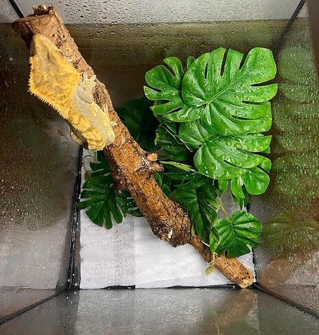 Woyrise Reptile Plants, Terrarium Hanging Plants Vines for Reptile Tank, Amphibian Habitat Leaves Decorations with Suction Cup for Bearded Dragon Lizard Snake Gecko Frog Hermit Crab - 2 Pack Red Ivy in Kuwait