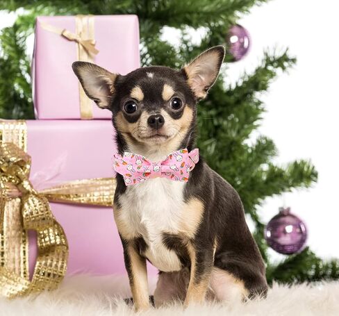 Unique style paws Easter Dog Collar with Bow Colorful Egg Pet Collar Best Gift for Small Medium Large Boys Girls-XL in Kuwait