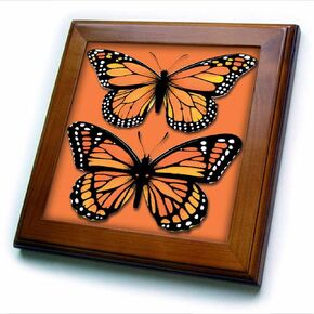 3dRose _ _ _ _ _ _ _ 5 أقدام 170878 _ _ _ _ _ _ _ 1 مجموعة من اثنين من فراشات ملون مطبوع عليه Monarch on a مطابقة باللون البرتقالي background-framed بلاط العمل الفني ، مقاس 8 بواسطة 0.95 سم