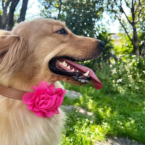 Dog Bow Ties, SJANE 50 Pcs Delicate Multiple Styles & Colors Dog Collar Attachment Bowties for Pet Collar Charms Accessories Bowties for Summer Hawaiian Parties Wedding Birthday Special Occasions in Kuwait