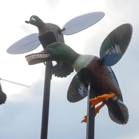 MOJO Elite Series Diver Spinning Wing Duck Decoy، معدات صيد البط وملحقاتها، Bluebill in Kuwait