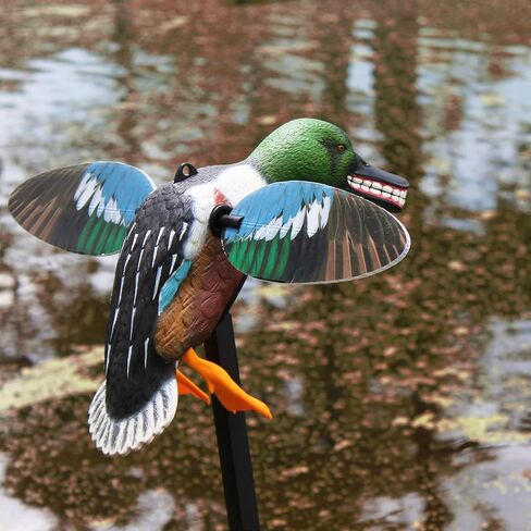 MOJO Elite Series Diver Spinning Wing Duck Decoy، معدات صيد البط وملحقاتها، Bluebill in Kuwait