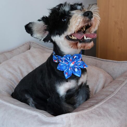 Unique style paws Independence Day Flag Dog Collar, Best for Small Medium Large Boys Girls Dogs in Kuwait