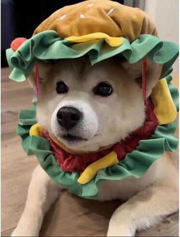 ANIAC Chef Dog Costume for Small Dog Funny Pet Clothes with Cook Hat and Navy Pet Collar Set White Cat Outfit for Halloween Cosplay Dressing Up (Small) in Saudi Arabia