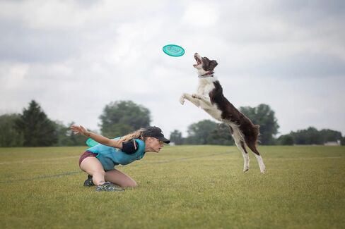 Superhero 235 K9 Candy Plastic Dog Frisbee, Outdoor Dog Toy and Pet Frisbee, Puncture Resistant Dog Flying Disc (Blue) in Saudi Arabia