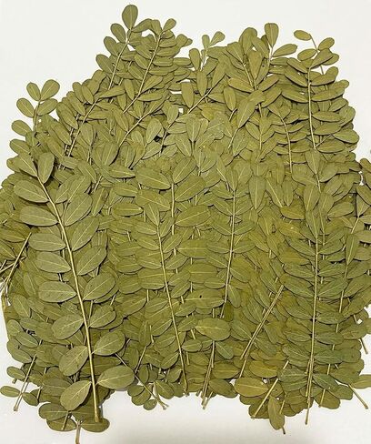 12 pcs Green Maple Leaf Real Natural Dried Pressed Flowers for Resin Scrapbooking DIY Candle Decoration Jewelry Crafts in Saudi Arabia
