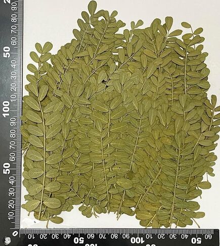 12 pcs Green Maple Leaf Real Natural Dried Pressed Flowers for Resin Scrapbooking DIY Candle Decoration Jewelry Crafts in Saudi Arabia
