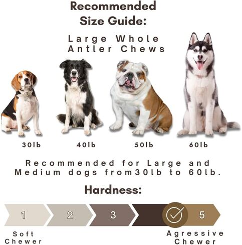 WhiteTail Naturals - قرون الأيائل الممتازة للكلاب - (عبوة بوزن 1 رطل) - مضغ عضوي للكلاب - عظام كلب قرن الوعل المتساقطة بشكل طبيعي - تدوم طويلاً، صُنعت في الولايات المتحدة الأمريكية in Kuwait