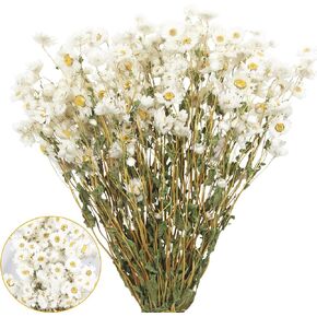 Dried Daisy Flowers Bouquet Dried Flowers White with Stems Real Chrysanthemum Gerber Daisies Arrangements for Wedding Farmhouse Vase Decorations DIY Home Party Wildflower Decor