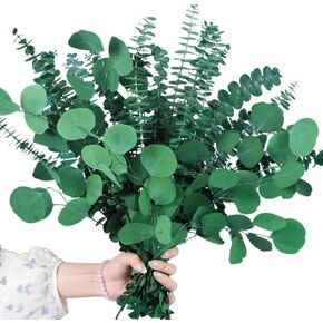 24PCS Dried Eucalyptus & Silver Dollar Leaves Bundle - 17" Large Real Eucalyptus Leaves for Shower, Eucalyptus Plant Greenery for Vase Filler, Home Decor, Bathroom, Dried Flowers, Christmas Garland