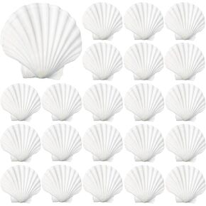 40 Pack Sea Shells, White Scallop Shells for Craft, 2-3 Inches Real Seashells for Themed Party Decorations in Kuwait