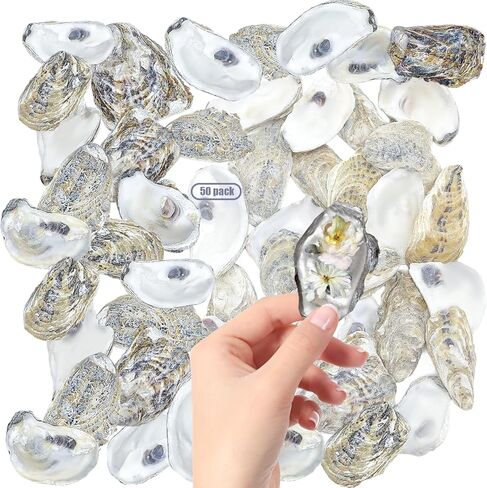 50 قطعة من أصداف المحار السائبة لحشو مزهرية ديكور المنزل، والحلي، والفنون والحرف اليدوية، وأصداف البحر، والأصداف المسطحة 3"-4" in Kuwait