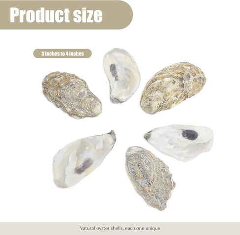 50 قطعة من أصداف المحار السائبة لحشو مزهرية ديكور المنزل، والحلي، والفنون والحرف اليدوية، وأصداف البحر، والأصداف المسطحة 3"-4" in Kuwait