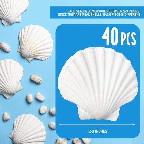 40 Pack Sea Shells, White Scallop Shells for Craft, 2-3 Inches Real Seashells for Themed Party Decorations in Kuwait