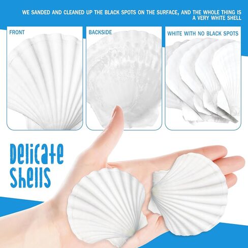 40 Pack Sea Shells, White Scallop Shells for Craft, 2-3 Inches Real Seashells for Themed Party Decorations in Kuwait