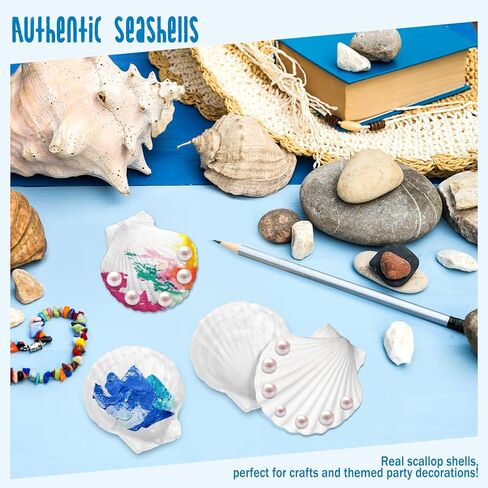 40 Pack Sea Shells, White Scallop Shells for Craft, 2-3 Inches Real Seashells for Themed Party Decorations in Kuwait
