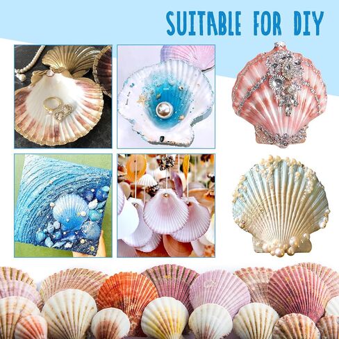 40 Pack Sea Shells, White Scallop Shells for Craft, 2-3 Inches Real Seashells for Themed Party Decorations in Kuwait