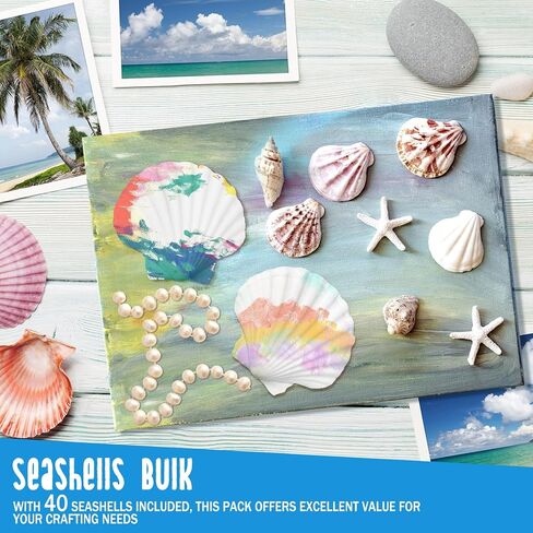 40 Pack Sea Shells, White Scallop Shells for Craft, 2-3 Inches Real Seashells for Themed Party Decorations in Kuwait