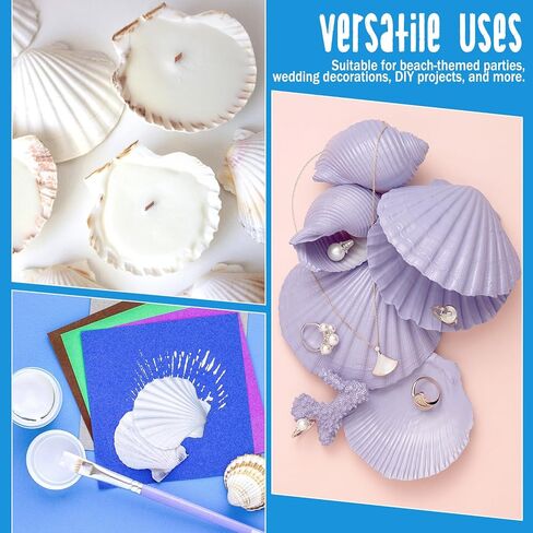 40 Pack Sea Shells, White Scallop Shells for Craft, 2-3 Inches Real Seashells for Themed Party Decorations in Kuwait