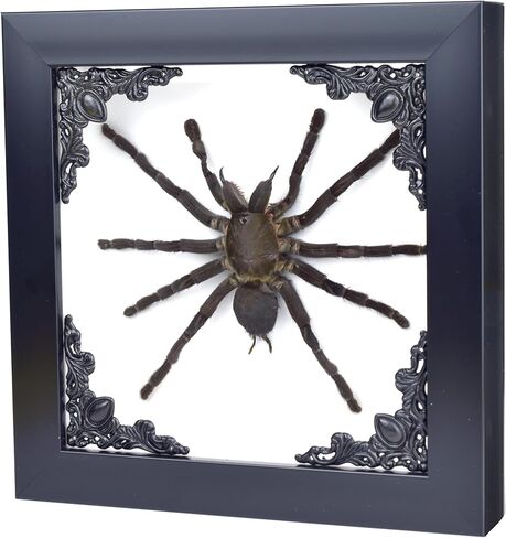 الرتيلاء في إطار صندوق الظل القوطي | التحنيط القوطي المكسيكي | ديكور الساحرة والهالوين لغرفة النوم | ديكور المنزل القوطي (القوطي الأسود) (القوطي الأسود) in Kuwait