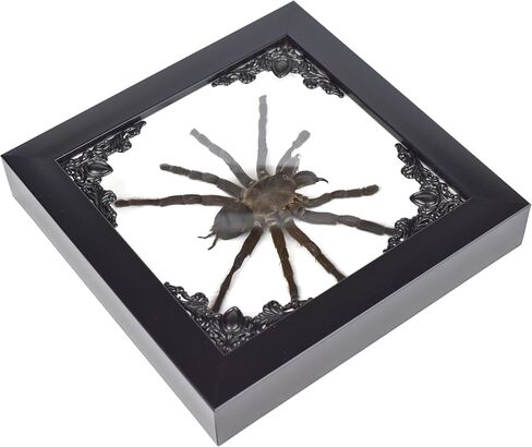 الرتيلاء في إطار صندوق الظل القوطي | التحنيط القوطي المكسيكي | ديكور الساحرة والهالوين لغرفة النوم | ديكور المنزل القوطي (القوطي الأسود) (القوطي الأسود) in Kuwait