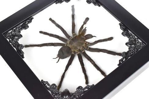 الرتيلاء في إطار صندوق الظل القوطي | التحنيط القوطي المكسيكي | ديكور الساحرة والهالوين لغرفة النوم | ديكور المنزل القوطي (القوطي الأسود) (القوطي الأسود) in Kuwait