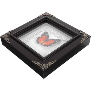 Butterfly Specimen Photo Frame Butterflies Specimen Display Frame Butterfly Frame with Butterfly