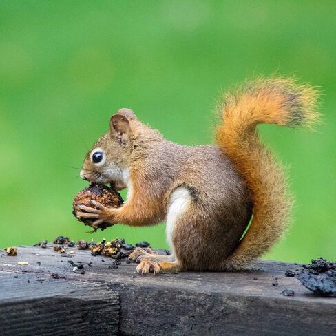 10 قطع من أقلام تحديد المشروبات، حليات نبيذ من السيليكون على شكل سنجاب، متنوعة، أقلام زجاجية من السيليكون لحفلات البار، حاملات أكياس الشاي، أكواب أكواب الشاي، قواعد أكواب الشاي، نظارات جذعية كوكتيل الشمبانيا من مارتينيس (مناسبة للأكواب بسمك أكثر من 0.3 سم in Kuwait