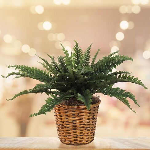 نبات سرخس بوسطن الاصطناعي مقاس 34 بوصة مع 42 سعفة حريرية خضراء نابضة بالحياة - نباتات خضراء صناعية مقاومة للأشعة فوق البنفسجية للاستخدام الداخلي والخارجي | مثالية للمنزل والفناء والحديقة وديكور المكتب in Kuwait