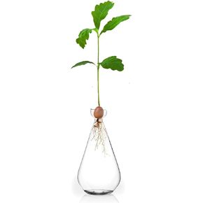 Acorn Seed Vase Droplet Shaped Clear Glass Oak Sprout Vase Seed Starter Planter Pot Gartely Acorn Tree Starter Growing Kit Propagation Vases Grow Acorn Trees at Home Gardening Lover Gifts