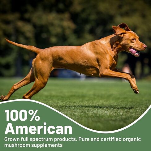 K9 Immunity Plus - Potent Immune Booster for Dogs 30-70 lbs - Certified Organic – Mushroom Enhanced Supplement - Veterinarian Recommended Dog Health Supplement - 60 Chews 2 Pack in Saudi Arabia