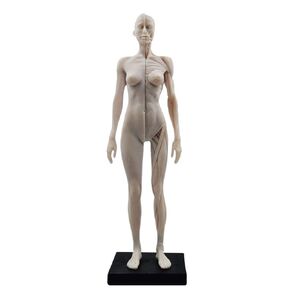 Human Body Musculoskeletal Anatomical Model for Study and Teaching (30CM1)