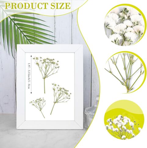 300 قطعة من زهور التنفس للأطفال، زهور بيضاء حقيقية لتنفس الطفل، زهور طبيعية مضغوطة، زهور جيبسوفيلا طبيعية مضغوطة من أجل فن الراتنج، صناعة يدوية لصنع بطاقات الزفاف in Kuwait