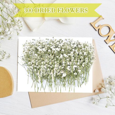 300 قطعة من زهور التنفس للأطفال، زهور بيضاء حقيقية لتنفس الطفل، زهور طبيعية مضغوطة، زهور جيبسوفيلا طبيعية مضغوطة من أجل فن الراتنج، صناعة يدوية لصنع بطاقات الزفاف in Kuwait