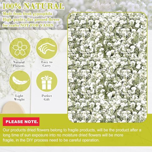 300 قطعة من زهور التنفس للأطفال، زهور بيضاء حقيقية لتنفس الطفل، زهور طبيعية مضغوطة، زهور جيبسوفيلا طبيعية مضغوطة من أجل فن الراتنج، صناعة يدوية لصنع بطاقات الزفاف in Kuwait