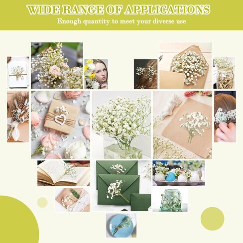 300 قطعة من زهور التنفس للأطفال، زهور بيضاء حقيقية لتنفس الطفل، زهور طبيعية مضغوطة، زهور جيبسوفيلا طبيعية مضغوطة من أجل فن الراتنج، صناعة يدوية لصنع بطاقات الزفاف in Kuwait