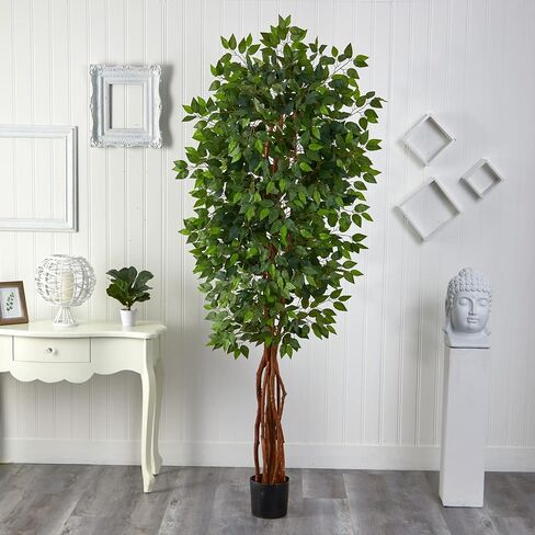طبيعي تقريبًا 7.5 قدم. شجرة فيكوس سوبر ديلوكس in Saudi Arabia