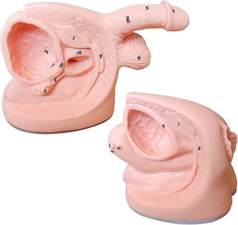2Pcs Catheterization Model Male Female, Catheter Model Internal External Genital PVC Anatomy Model Nursing Practice for Medical Clinical Teaching and Practical Training in Saudi Arabia