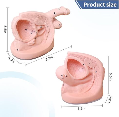 2Pcs Catheterization Model Male Female, Catheter Model Internal External Genital PVC Anatomy Model Nursing Practice for Medical Clinical Teaching and Practical Training in Saudi Arabia