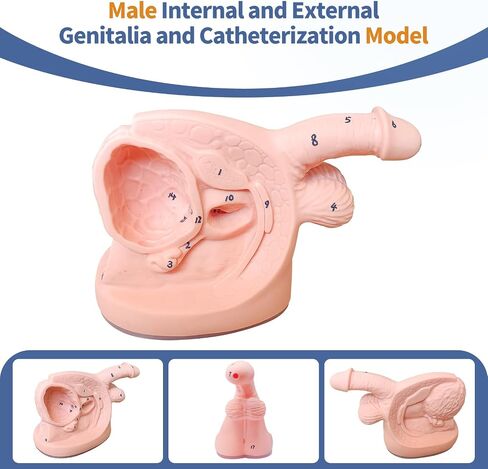 2Pcs Catheterization Model Male Female, Catheter Model Internal External Genital PVC Anatomy Model Nursing Practice for Medical Clinical Teaching and Practical Training in Saudi Arabia