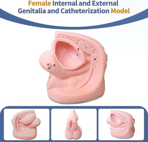 2Pcs Catheterization Model Male Female, Catheter Model Internal External Genital PVC Anatomy Model Nursing Practice for Medical Clinical Teaching and Practical Training in Saudi Arabia