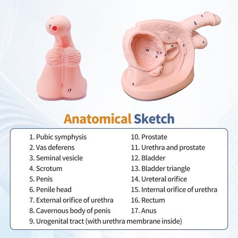 2Pcs Catheterization Model Male Female, Catheter Model Internal External Genital PVC Anatomy Model Nursing Practice for Medical Clinical Teaching and Practical Training in Saudi Arabia