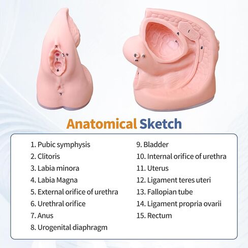 2Pcs Catheterization Model Male Female, Catheter Model Internal External Genital PVC Anatomy Model Nursing Practice for Medical Clinical Teaching and Practical Training in Saudi Arabia