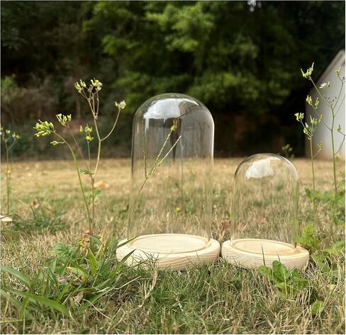 Dome Glass Display Cloche with Solid Wood Base (4x7.5 and 3.1x4.7) in Saudi Arabia